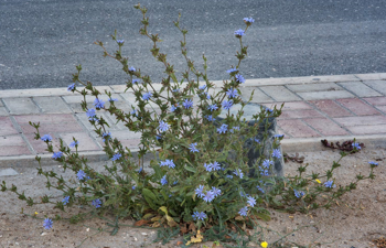 Maror Cichorium pumilum Dwarf Chicory Zohary-100 Alexey Sergeev